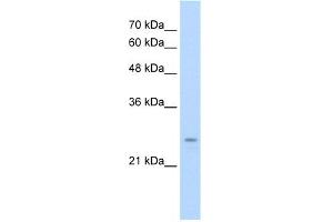 WB Suggested Anti-IER2 Antibody Titration:  0. (IER2 抗体  (N-Term))