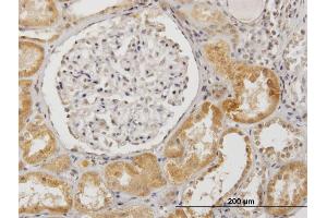 Immunostaining (ISt) image for anti-Sulfite Oxidase (SUOX) (AA 1-488) antibody (ABIN520617)