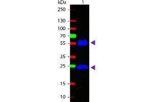 Western Blot of Goat anti-Mouse IgG Fluorescein Conjugated Secondary Antibody. (山羊 anti-小鼠 IgG (Heavy & Light Chain) Antibody (FITC) - Preadsorbed)