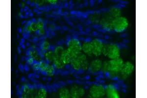 Image no. 1 for anti-Resistin Like beta (RETNLB) antibody (ABIN465495) (RETNLB 抗体)