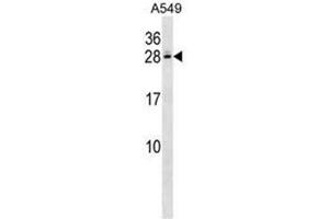C4BPB Antibody (Center) western blot analysis in A549 cell line lysates (35µg/lane).