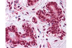 Anti-LMBRD1 antibody IHC of human breast. (LMBRD1 抗体  (C-Term))