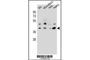Western blot analysis in 293,MDA-MB231,Hela,HepG2 cell line lysates (35ug/lane). (GTR2 抗体  (AA 169-198))
