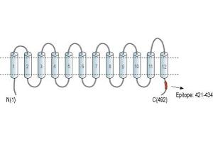 anti-Monocarboxylate Transporter 3 (MCT3) (AA 421-434), (C-Term), (Intracellular) antibody