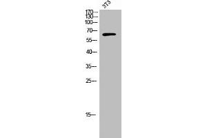 Western Blot analysis of 3T3 cells using Raftlin Polyclonal Antibody