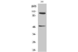 Western Blotting (WB) image for anti-Nuclear Factor of kappa Light Polypeptide Gene Enhancer in B-Cells 1 (NFKB1) (pSer337) antibody (ABIN3182480) (NFKB1 抗体  (pSer337))