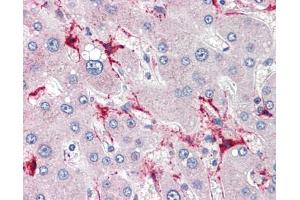 TSKS antibody was used for immunohistochemistry at a concentration of 4-8 ug/ml. (TSKS 抗体  (N-Term))