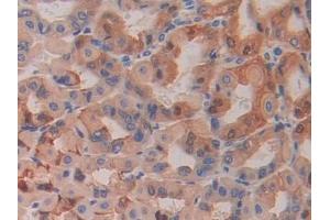 Detection of HEXb in Mouse Stomach Tissue using Polyclonal Antibody to Hexosaminidase B Beta (HEXb) (HEXB 抗体  (AA 294-435))