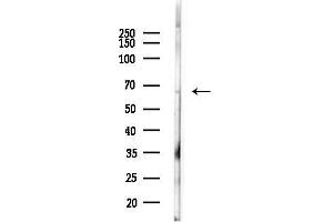 Western blot analysis of lysates from Mouse liver, using GG Antibody at 1/1000 dilution.