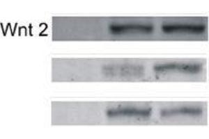 Western Blotting (WB) image for anti-Wingless-Type MMTV Integration Site Family Member 2 (WNT2) (AA 221-320) antibody (ABIN762896)
