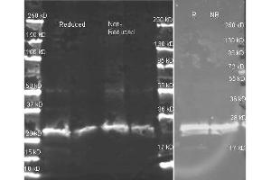 anti-GST polyclonal antibody  in western blot shows detection of recombinant GST (indicated by band at ~ 28 kDa). (Multiple Tag 抗体)
