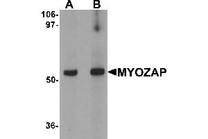 Western blot analysis of MYOZAP in rat kidney tissue lysate with MYOZAP antibody at (A) 1 and (B) 2 µg/mL. (MYZAP 抗体  (C-Term))