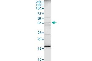 Western Blotting (WB) image for anti-alpha 1 Microglobulin/bikunin precursor (AMBP) (AA 1-352) antibody (ABIN513290)