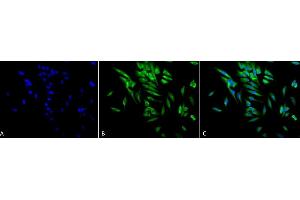 Immunocytochemistry/Immunofluorescence analysis using Mouse Anti-Hsp90 alpha/beta Monoclonal Antibody, Clone K41220A (ABIN361715 and ABIN361716). (HSP90 alpha/beta 抗体  (AA 291-304))