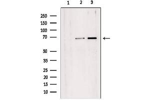 Western blot analysis of extracts from various samples, using TAF1B Antibody. (TAF1B 抗体  (Internal Region))
