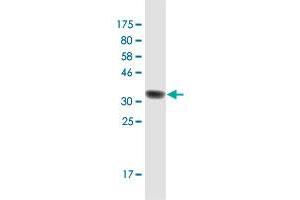 Western Blot detection against Immunogen (36. (RAB3B 抗体  (AA 120-219))