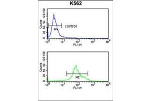 Flow cytometry analysis of K562 cells using 17-beta-HSD3 / HSD17B3 Antibody (Center) Cat. (HSD17B3 抗体  (Middle Region))
