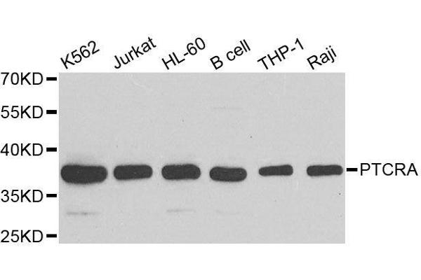 PTCRA 抗体  (AA 172-281)