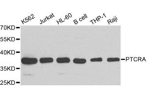 Western blot analysis of extracts of various cell lines, using PTCRA antibody. (PTCRA 抗体  (AA 172-281))