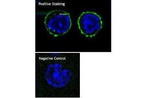 Immunofluorescence (IF) image for anti-CD8a Molecule (CD8A) antibody (ABIN2664866) (CD8 alpha 抗体)