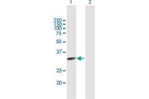 Western Blot analysis of TCEAL2 expression in transfected 293T cell line by TCEAL2 MaxPab polyclonal antibody. (TCEAL2 抗体  (AA 1-227))