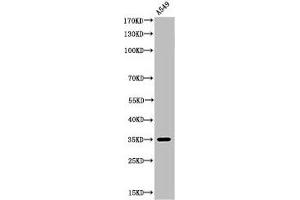 Western Blot analysis of A549 cells using Acetyl-Ref-1 (K6) Polyclonal Antibody (APEX1 抗体  (acLys6))
