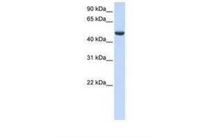 Image no. 1 for anti-Spermatogenesis Associated 17 (SPATA17) (AA 290-339) antibody (ABIN6739374) (SPATA17 抗体  (AA 290-339))