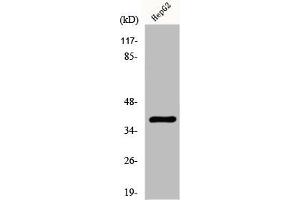 Western Blot analysis of HepG2 cells using Fliz1 Polyclonal Antibody (ZC3H8 抗体  (Internal Region))