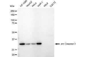 Western blotting analysis using pro Caspase 3 antibody (ABIN7799900).