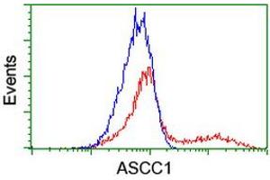 HEK293T cells transfected with either RC201872 overexpress plasmid (Red) or empty vector control plasmid (Blue) were immunostained by anti-ASCC1 antibody (ABIN2455113), and then analyzed by flow cytometry. (ASCC1 抗体)