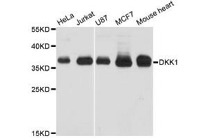 Western blot analysis of extracts of various cell lines, using DKK1 antibody (ABIN5970211) at 1/1000 dilution. (DKK1 抗体)