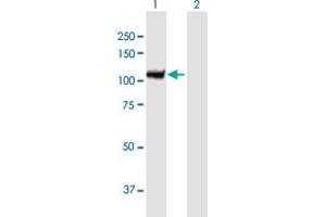 Western Blot analysis of AOF2 expression in transfected 293T cell line by AOF2 MaxPab polyclonal antibody. (LSD1 抗体  (AA 1-876))