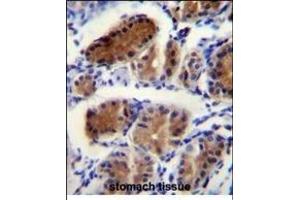 LUC7L Antibody (Center) (ABIN656137 and ABIN2845476) immunohistochemistry analysis in formalin fixed and paraffin embedded human stomach tissue followed by peroxidase conjugation of the secondary antibody and DAB staining. (LUC7L 抗体  (AA 219-246))