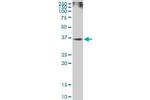 Western Blotting (WB) image for anti-DNA Repair Protein Homolog 1 (RAD51) (AA 1-339) antibody (ABIN519604)