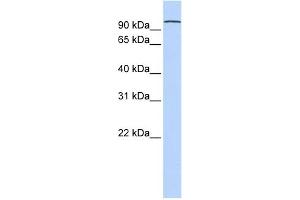 WB Suggested Anti-PCDHA3 Antibody Titration:  0. (PCDHA3 抗体  (N-Term))