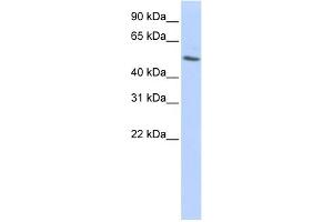 WB Suggested Anti-TUBB Antibody Titration: 0. (TUBB 抗体  (N-Term))
