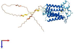 Sphingomyelin Synthase 2 Protein (SGMS2) (AA 1-365) (His tag)