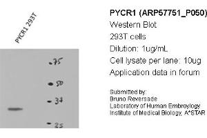 Image no. 2 for anti-Pyrroline-5-Carboxylate Reductase 1 (PYCR1) (Middle Region) antibody (ABIN2787370) (PYCR1 抗体  (Middle Region))