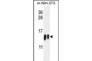 H4-K20 Antibody (N-term) (ABIN651847 and ABIN2840421) western blot analysis in mouse NIH-3T3 cell line lysates (35 μg/lane). (HIST1H4A 抗体  (N-Term))