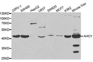 Western blot analysis of extracts of various cell lines, using AHCY antibody. (AHCY 抗体  (AA 253-432))