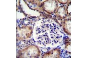 Formalin fixed and paraffin embedded human kidney tissue reacted with Ephrin-B2 Antibody followed by peroxidase conjugation of the secondary antibody and DAB staining. (Ephrin B2 抗体  (Middle Region))