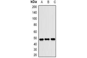 Western blot analysis of JNK1 expression in U87 (A), HeLa (B), mouse liver (C) whole cell lysates. (JNK 抗体)