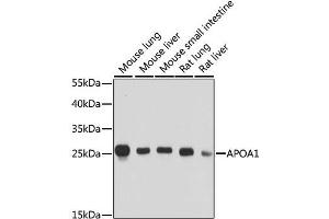 Western blot analysis of extracts of various cell lines, using APOA1 antibody. (APOA1 抗体  (AA 25-267))
