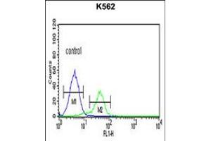 Flow cytometric analysis of K562 cells (right histogram) compared to a negative control cell (left histogram). (CD40 Ligand 抗体  (C-Term))