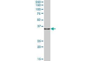 PDLIM1 MaxPab polyclonal antibody. (PDLIM1 抗体  (AA 1-329))