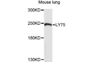 Western blot analysis of extracts of mouse lung cells, using LY75 antibody. (LY75/DEC-205 抗体)