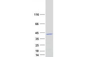Western Blotting (WB) image for Mitochondrial Ribosomal Protein L39 (MRPL39) (Transcript Variant 1) protein (Myc-DYKDDDDK Tag) (ABIN2726351)
