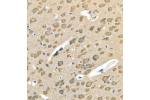 Immunohistochemistry of paraffin embedded mouse brain using Neurturin (ABIN7074832) at dilution of 1:500 (400x lens) (Neurturin 抗体)