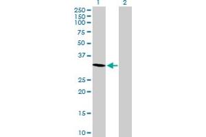 Western Blot analysis of MORG1 expression in transfected 293T cell line by MORG1 MaxPab polyclonal antibody. (MORG1 抗体  (AA 1-315))