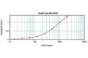Image no. 3 for anti-Vascular Endothelial Growth Factor A (VEGFA) antibody (ABIN465335) (VEGFA 抗体)